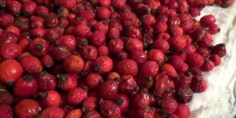 Kako sušiti šipak kod kuće